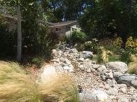 Low Water Garden all grown in just 4 months after planting